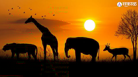 ai system will work for animal human relationship forest department