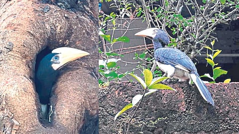 Hornbill Bird in Rajapur
