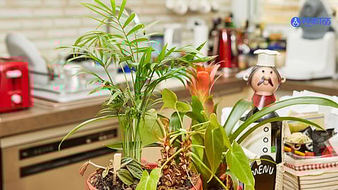 Vastu Tips For Plants