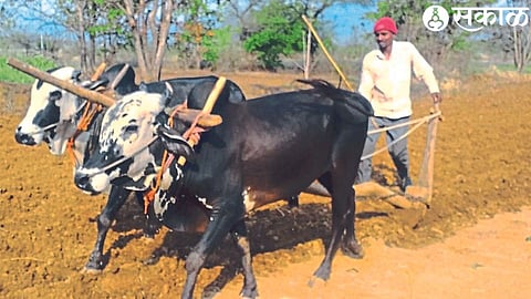 Farmer plowing using oxen for sowing.