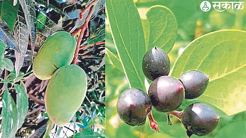 In the second photo, a lovely picture of the new Karvanda, which is coming in this season, is the Kaira, which has blossomed in various parts of the taluka.