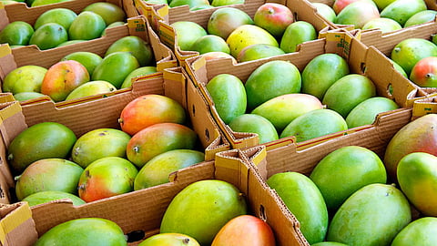 Mango Production
