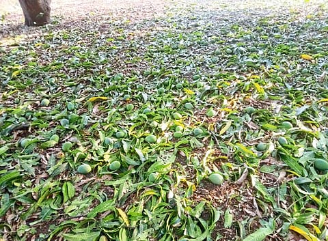 पाईट येथे घरे, पॉली हाऊस, आंब्याच्या बागांचे मोठे नुकसान