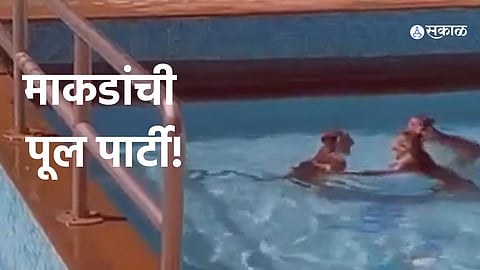 Monkeys have fun in the swimming pool to escape the Mumbai heat video viral