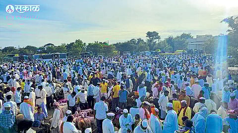 Sangli Sheep and goat market turnover of Rs 125 crore Atpadi