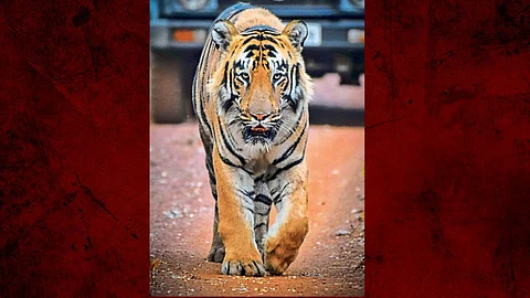 xylo tiger