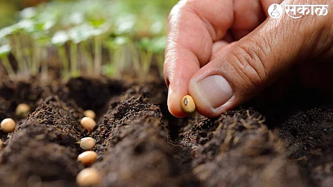Seeds