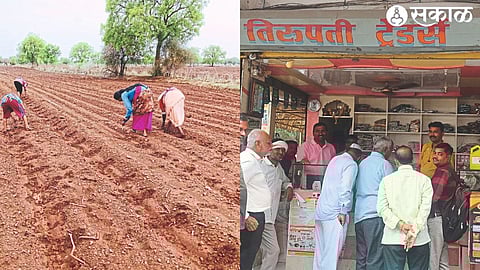 Crowd of farmers to buy seeds. In the second photo, a woman is planting cotton in Mandal.
