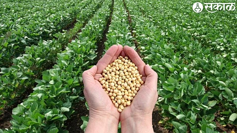 soybean Crop