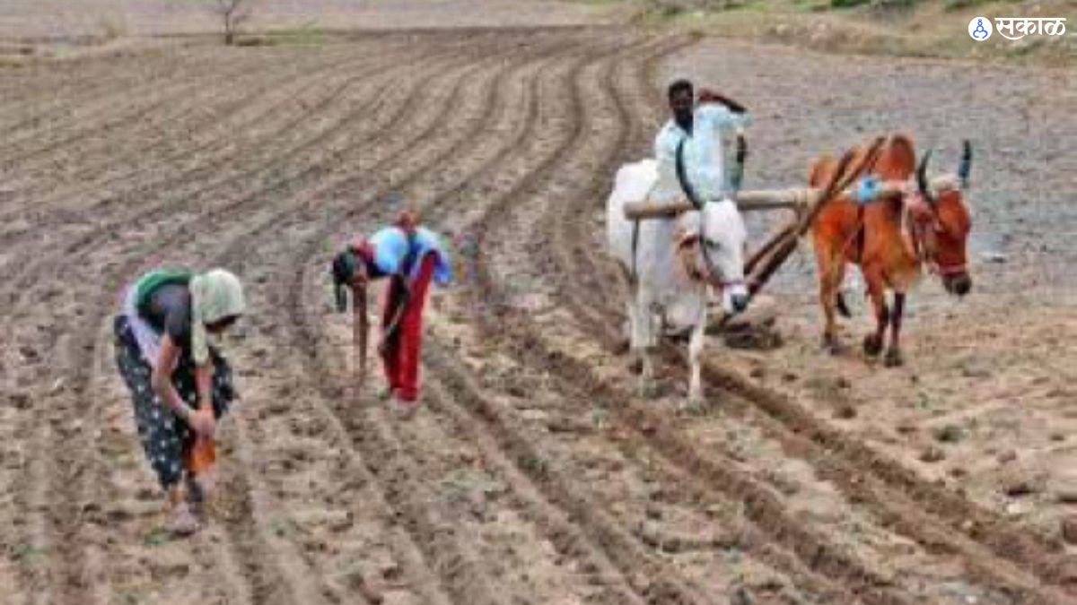 Kharif Sowing