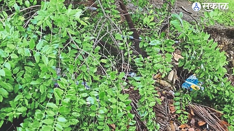Sandalwood tree cut from Viraj Society.