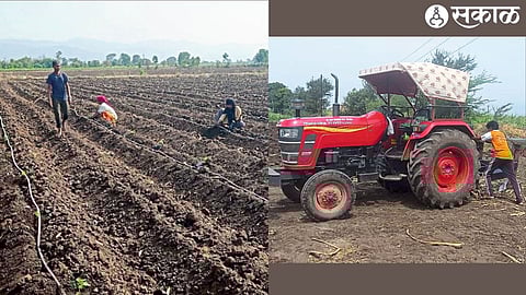 Farm laborers while planting papaya in the field. In the second photograph, while cultivating the farm.