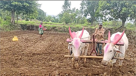 भोरमध्ये भात पेरण्याची लगबग सुरू