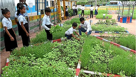 School garden