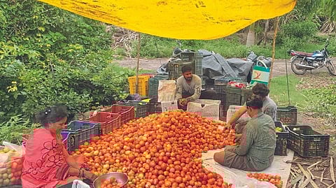 Tomato Prices