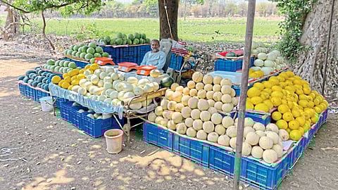 Melon and watermelon