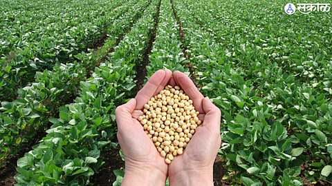 Soybean Explorer