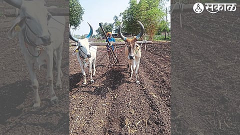 Farmers cultivating agriculture in Shivara