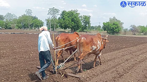 Farmers while cultivating agriculture.