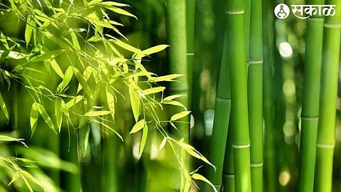 Bamboo