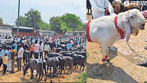Rede, pardya etc. animals that came for sale in the market committee. In the second picture, a buck sold for 51 thousand rupees