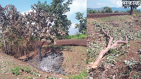 A felled tree on a field embankment. Another photo shows a tree burnt by fire.