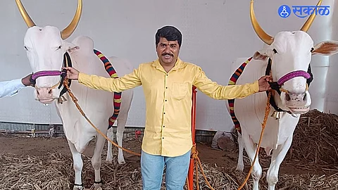ashadhi wari