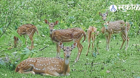 Yashwantrao Chavan Sagareshwar Wildlife Sanctuary