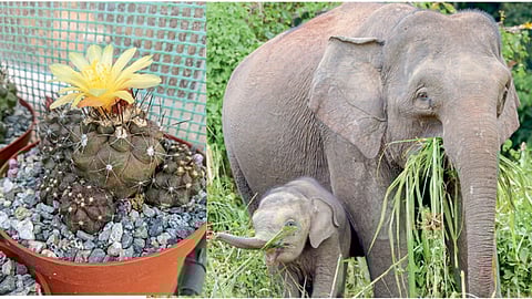 copiapoa kakti and borneo elephant