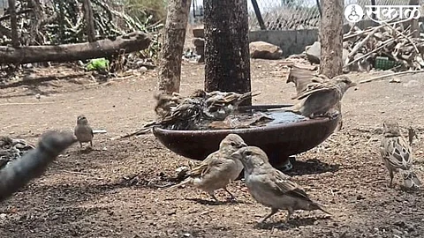 At the back of Pandit Pawar's house, a flock of sparrows quench their thirst in the water in a china pot due to the rising heat.