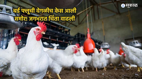 Bird Flu in Human