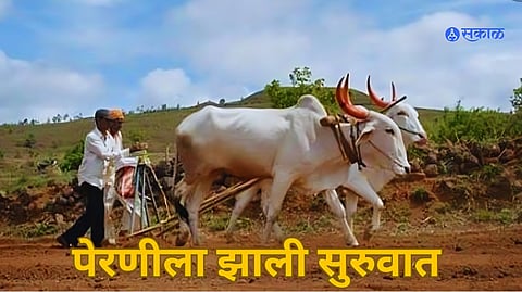 पावसाची चाहूल लागताच बळीराजा लागला धुळ वाफेवरच्या पेरणीला