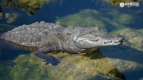 Crocodile spotted near Tanu dam in Bhimnagar, causing concern among local farmers about safety and wildlife threats.