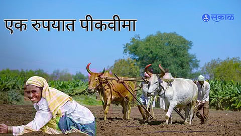 PM Fasal Bima Yojana: गुड न्यूज, राज्यातील शेतकऱ्यांना यंदाही मिळणार एका रुपयात पीक वीमा
