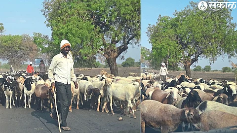 Sheep returning to their village in West Khandesh from Jalgaon district