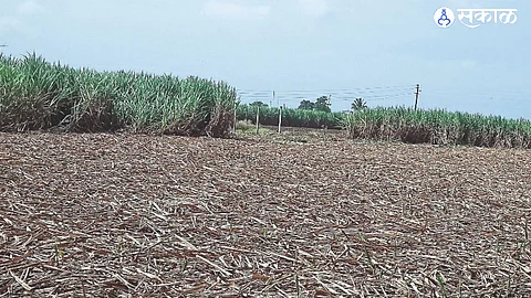 Areas cleared by providing sugarcane for animals