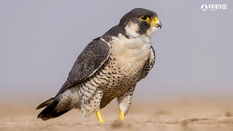Peregrine falcon Bird