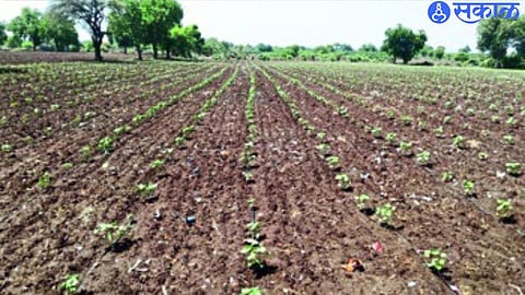 A flowering crop of horticultural cotton.