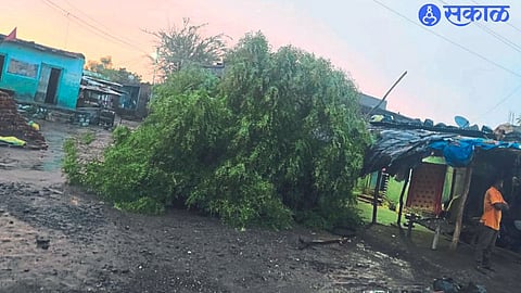 A lemon tree fell on the house of Ran Singh Bhil, causing damage to the roof of the house and household items.