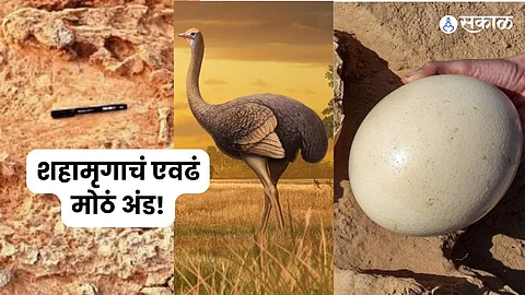 41 thousand Year Old Ostrich Egg Fossils