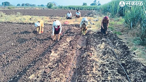 Farm laborers while planting cotton in the fields here.