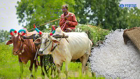 Konkan Rice Farming: जिल्ह्यात यंदा ६३ हजार हेक्टरवर भात लागवड, दमदार पावसामुळे रोप पुनर्लागवड सुरू