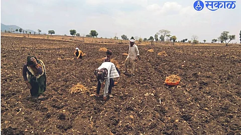 Women laborers collecting garbage from the fields.