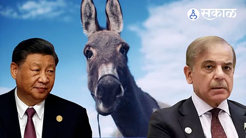 पाकिस्तानमध्ये गाढवांची संख्या वाढली, चीन घेण्यास तयार; ड्रॅगनला गाढवं का हवी आहेत?