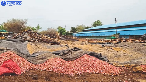 In Pimpalgaon Baswant Damage to onion caused by shed collapse due to stormy winds.