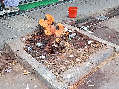 ‘धोकादायक’च्या नावाखाली वृक्षांची कत्तल