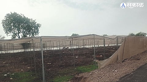 White netshade withered due to lack of water