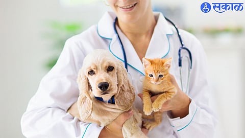 veterinarians
