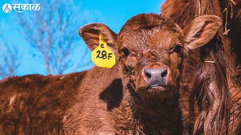 ear tagging for animals