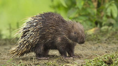Wildlife Indian Porcupine